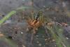 Agelena labyrinthica